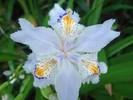 IRIS JAPONICA