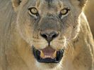 Female African Lion, Serengeti National Park, Tanzania