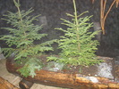 DSC01061