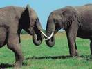 animale (5)