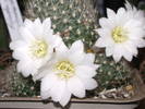 Rebutia x cv Snow White