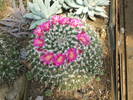 Mammilaria centricilha