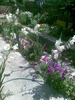 alt colt din gradina de flori