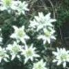 floare-de-colt_1