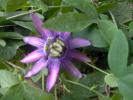 passiflora