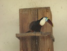 Tucan