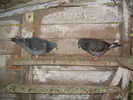 DSCN0444