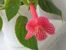 Kohleria Amabilis 4