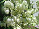 Yucca