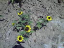 PICT0085