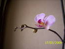 Orhide phale 17 mart 2009 (2)