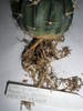 Echinocereus texensis (homalocephala)