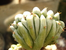 Myrtillocactus geometrizans cristata