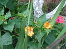 DSC09655
