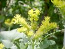 Sedum - flori