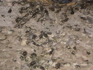 P1010049