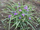 2009_05300043