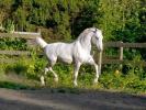 HORSE217