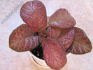 Episcia Country Clown 1