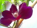 clematis