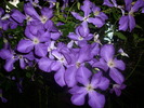 DSCI0863