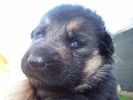 mihai (60)
