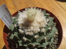 DSCF1003