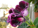 DSC02639