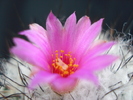 DSC00605