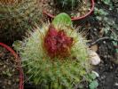Parodia aureispina - boboci