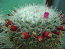 DSC00942