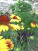 PICT0089