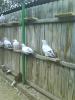 DSC00711