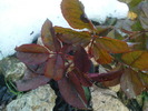 DSC00648