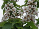 catalpa