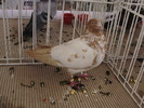 show tippl 6