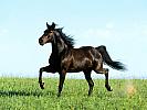 Distant Thunder, Missouri Foxtrotter