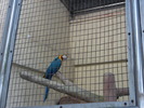 Ara