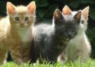Patru pisici dragute