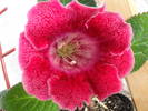 Tigrina Red 1