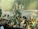 Tephrocactus articulatus v.syringacantus