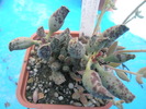 Adromischus festivus