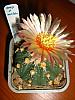 Astro.asterias hb.-floare