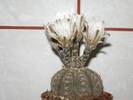 Gymnocalycium ragonesii