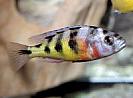 Haplochromis%20obliquidens