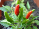 Demon Red Chili Pepper (2009, Aug.20)