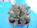 Adromischus cooperii 1 - 6.10