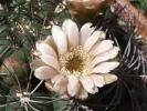 Gymnocalycium saglione