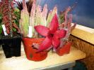 Stapelia flavirostris