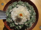 DSCF1002